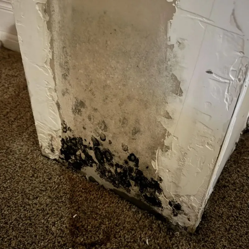 Professional Mold Removal in Gulf Breeze, FL